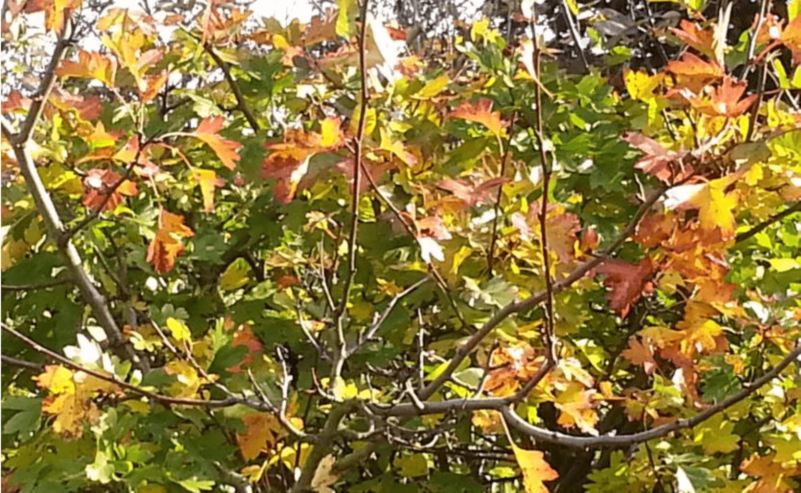 autumnn leaves